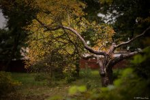 Portrait of an old tree / ***