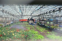 greenhouses / ***