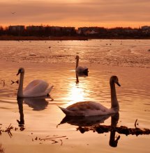 Bermuda Triangle / ***