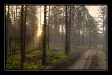 Morning in the autumn forest / ***