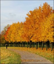 Pathway in the golden autumn. / ......