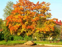 Autumn colors .. / ***