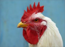 Portrait of rooster / ***