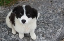 dog / --------------------------------------->