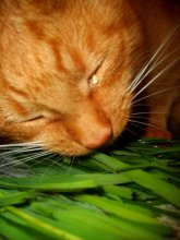Kitten eats)))) / ***