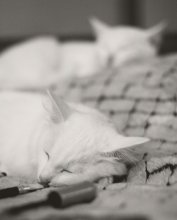 whitecat dreams / ***