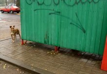 dog / ***