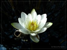 Bring in the heart of the white lotus ... / ***