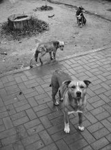 stray dogs / ***