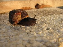 Snail / ***