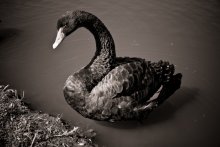 Black swan / Cygnus atratus