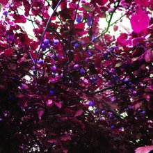 Apples. Hypertrophied color. / ***