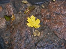 Yellow leaves / ***