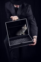 Cat in suitcase / ***