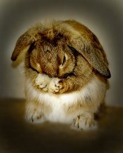 Chi-chi in rabbit .. / ***