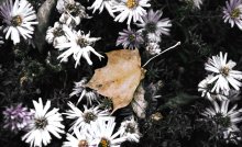 in captivity daisies / *none
