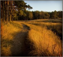 Forest trail / ***