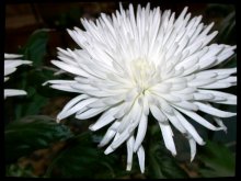 White fluffy flower / ***