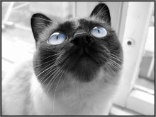 Blue as the sky ... / ***