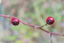 Those eyes ... / ***