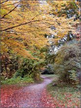 Path in Autumn / ***