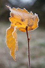 waiting for first snow / ***