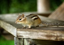 Chipmunk / ***