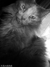 portrait of a cat ^ _ ^ / .....................