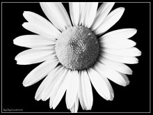 Camomile / -********