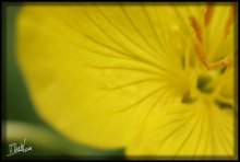 flowers / Gdu kritiku...)) zaranie spasibo)))