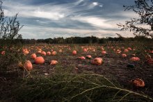 Pumpkin Field / Minnesota 2009