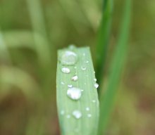 Dewdrop / ***