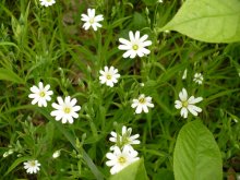Spring in the woods / ***