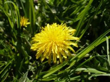 Dandelion / ***