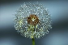 Dandelion / ***