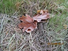 My favorite ... leaves / =========================