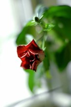 Red Rose - Emblem of Sorrow, Red Rose - Emblem of Love &quot; / ***
