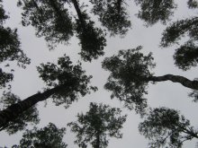 Dizziness) / ***