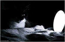 of the night, a cat and a lamp. / ------