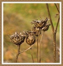 Autumn Natural ekibana / ***