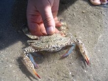 crab / ***