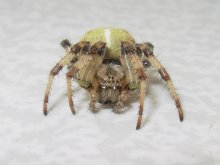 spider / ***