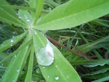 Dewdrops / ***