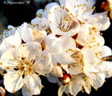 Flowers / .......................