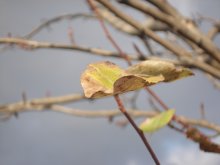 The last leaf / ***