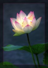 Lotus / ***