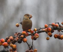 grosbeak - Belarusian parrot / ***