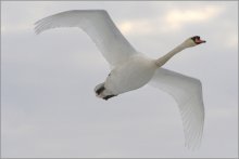 flight of white birds / ***