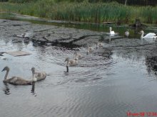 Geese or swans, geese)))) / ------------------------------------