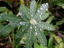 droplets / ***